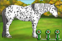 Horse Color:Black Appaloosa 
