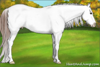 Horse Color:Brown Near Leopard Rabicano