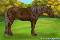 Horse Color:ERROR: UNKNOWN ANOMALY