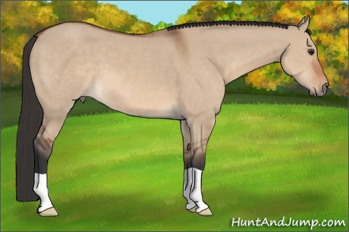 Horse Color: Bay Dun 