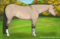 Horse Color:Bay Dun