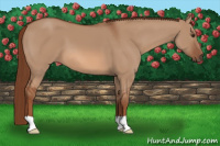 Horse Color:Liver Red Dun 