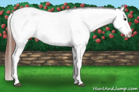 Horse Color:Black Appaloosa Rabicano 