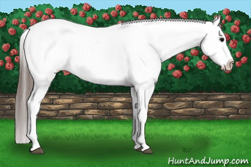 Horse Color: Blue Roan Blanket 