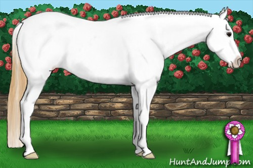 Horse Color: Buckskin Sabino Snowflake Varnish 