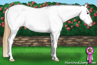 Horse Color:Buckskin Sabino Appaloosa