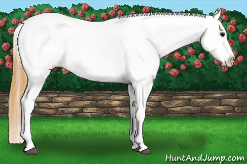 Horse Color: Buckskin Splash Blanket 