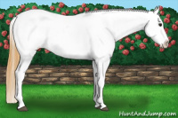Horse Color:Buckskin Splash Appaloosa 