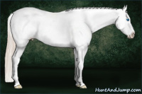 Horse Color:Palomino Splash Appaloosa 