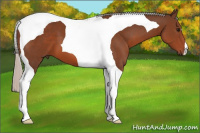 Horse Color:Silver Bay Tobiano 