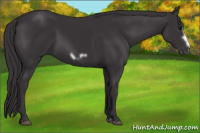 Horse Color:Buckskin Frame 