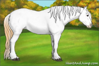 Horse Color:White Spotted Buckskin Appaloosa 