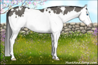 Horse Color:White Spotted Grullo Splash 