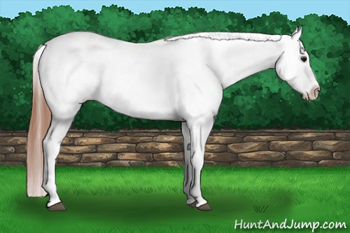 Horse Color: Bay Roan Dun Frame Snowcap 