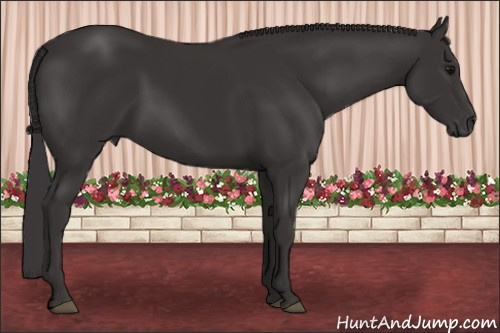Horse Color: Buckskin 