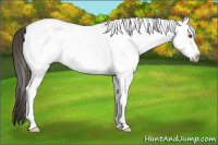 Horse Color:White Spotted Buckskin Ice Dun Frame 