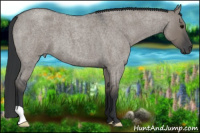 Horse Color:Grullo Roan 