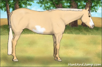 Horse Color:Palomino Dun Frame 