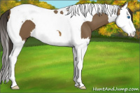 Horse Color:Buckskin Splash Tobiano 