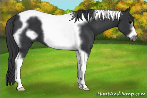 Horse Color: Black Tobiano Frame 