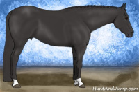 Horse Color:Smoky Black