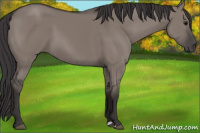 Horse Color:Smoky Grullo