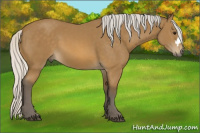 Horse Color:Silver Buckskin 