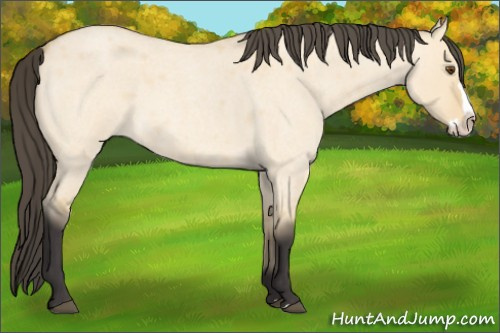 Horse Color: Buckskin Roan Dun Splash 