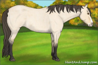 Horse Color:Buckskin Roan Dun Splash