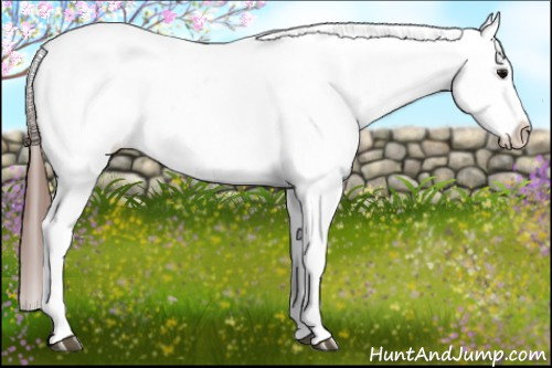 Horse Color: Bay Blanket Rabicano 