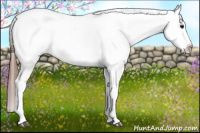 Horse Color:Bay Appaloosa Rabicano 