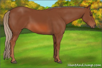 Horse Color:Liver Chestnut 
