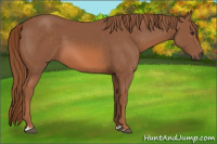 Horse Color:Liver Chestnut 