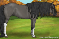Horse Color:Grullo 
