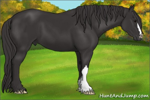Horse Color: Buckskin 