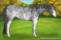 Horse Color:White Spotted Black Rabicano 