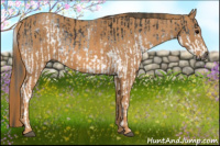 Horse Color:Gray White Spotted Black  Brindle
