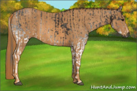 Horse Color:Gray White Spotted Black  Brindle