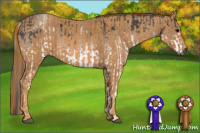 Horse Color:Gray White Spotted Black  Brindle
