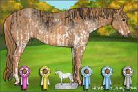 Horse Color:Gray White Spotted Black  Brindle