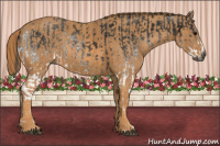 Horse Color:Gray White Spotted Smoky Black  Brindle