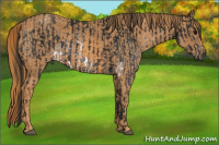 Horse Color:Gray White Spotted Black  Brindle