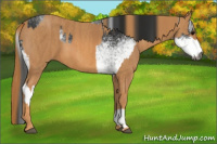 Horse Color:Gray White Spotted Black  Brindle