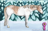 Horse Color:White Spotted Liver Chestnut Ice 