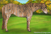 Horse Color:Gray White Spotted Black  Brindle
