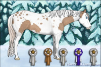 Horse Color:Silver Grullo Splash Tobiano 