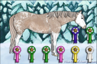 Horse Color:Silver Grullo Ice Sabino Splash 