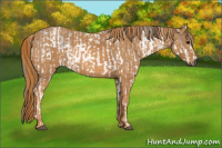 Horse Color:Gray White Spotted Black  Brindle