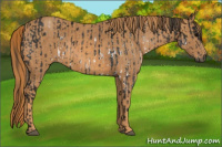 Horse Color:Gray White Spotted Black  Brindle