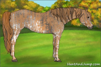 Horse Color:Gray White Spotted Grullo  Brindle